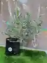 Planta Lavanda