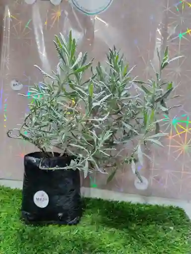 Planta Lavanda