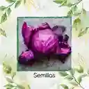 50 Semillas Orgánicas De Repollo Morado