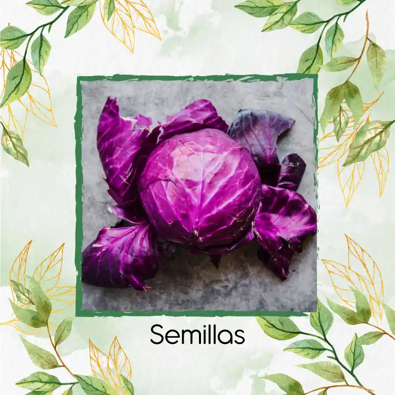 50 Semillas Orgánicas De Repollo Morado