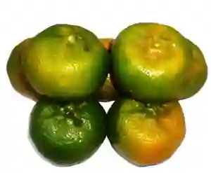 Mandarina Arrayana