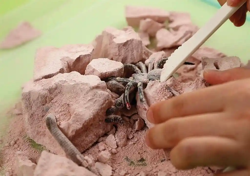 Juego De Experimento Excavación De Insectos Para Niños