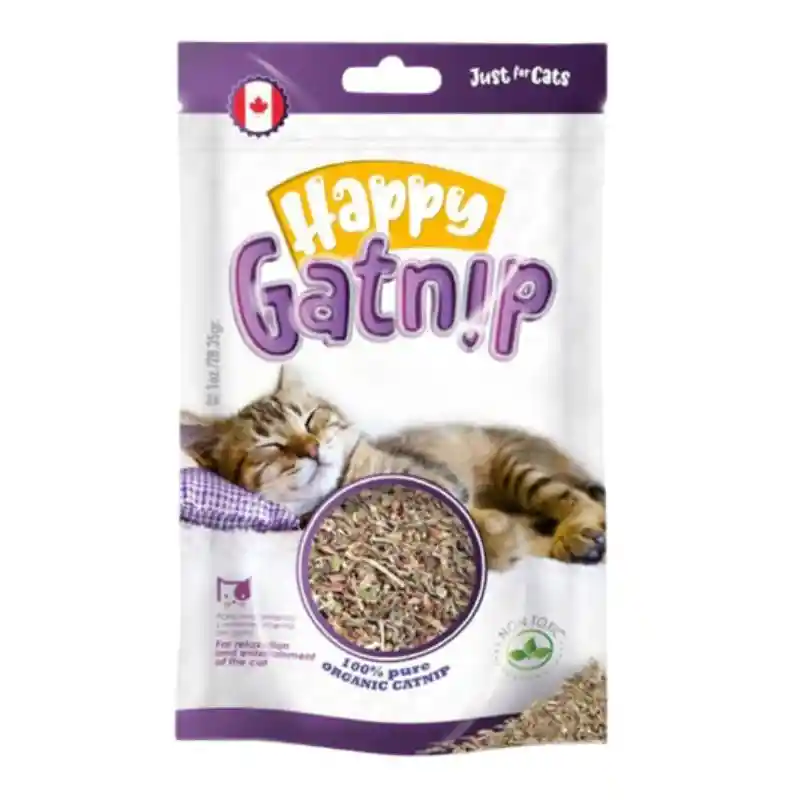 1 Catnip Gatnip Hierba Gatera Gatos Gatitos Felinos