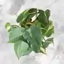 Planta Miami En Matera De Ceramica Amarilla