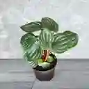 Planta Cuchara De Sandia