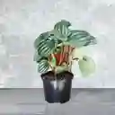 Planta Cuchara De Sandia