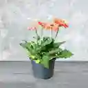 Planta Gerbera Naranja