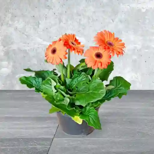 Planta Gerbera Naranja