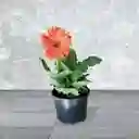 Planta Gerbera Naranja