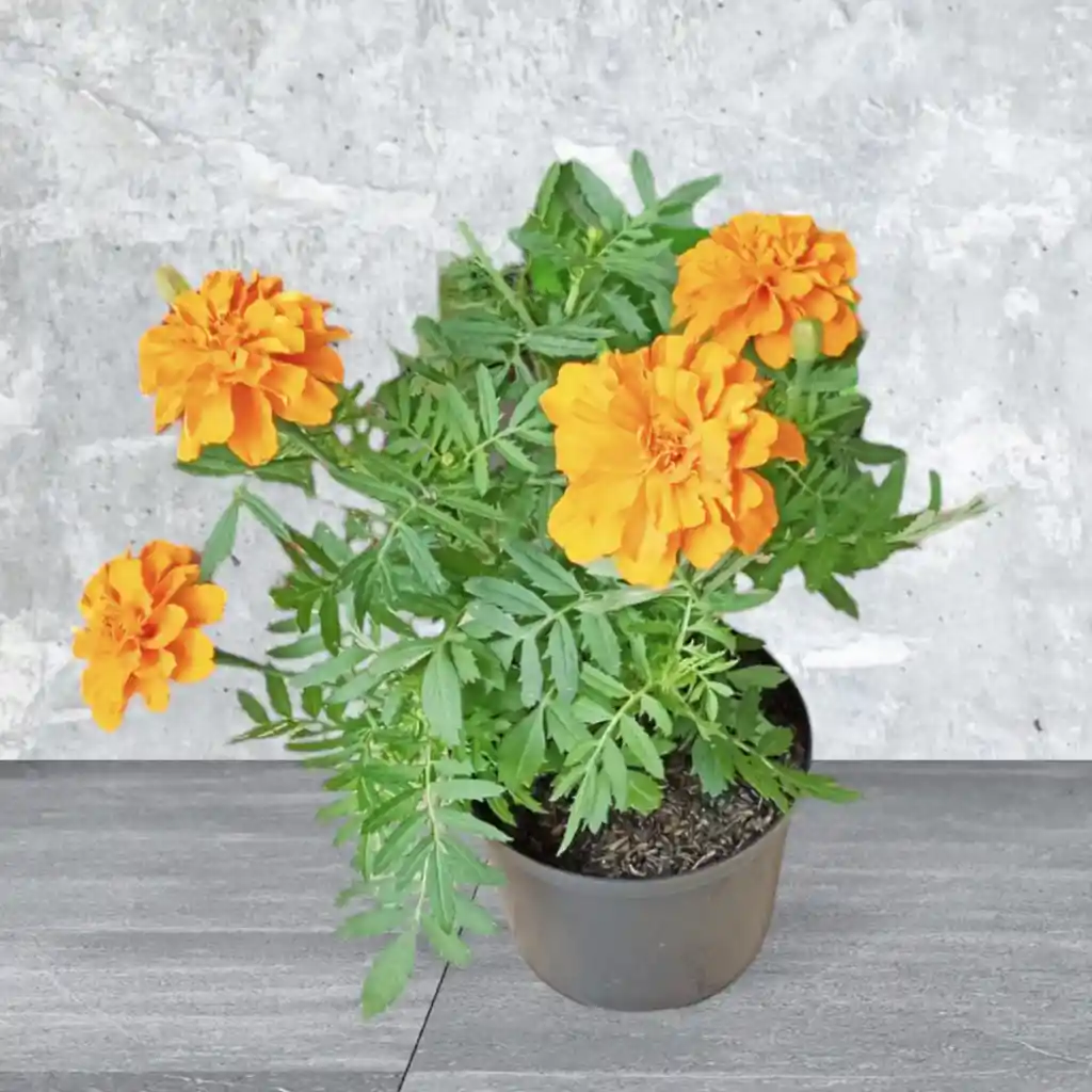 Planta Marigold Color Naranja