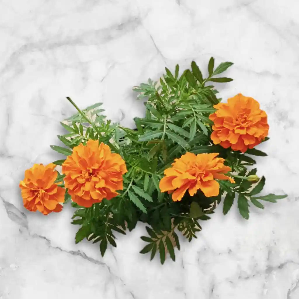 Planta Marigold Color Naranja