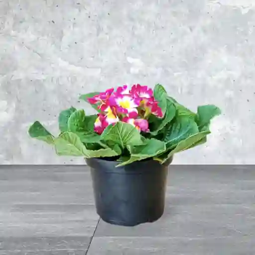 Planta Primula Color Fucsia Y Amarillo