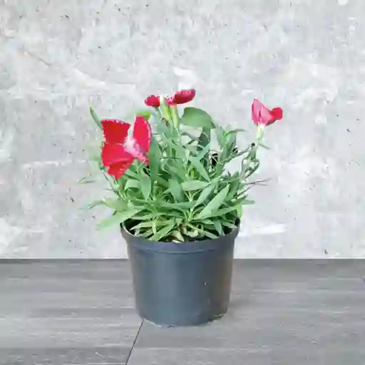 Planta Clavellina Color Rojo