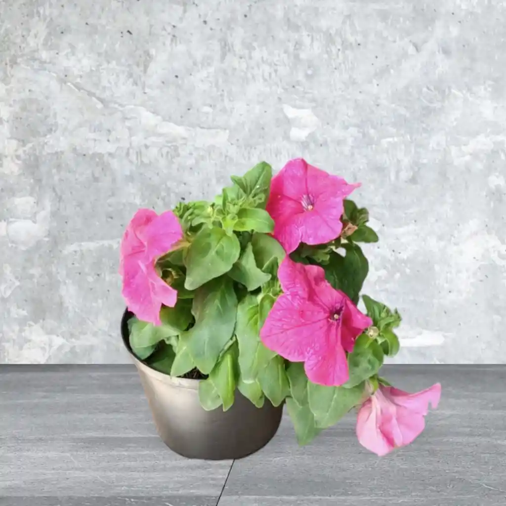 Planta Petunia Color Fucsia