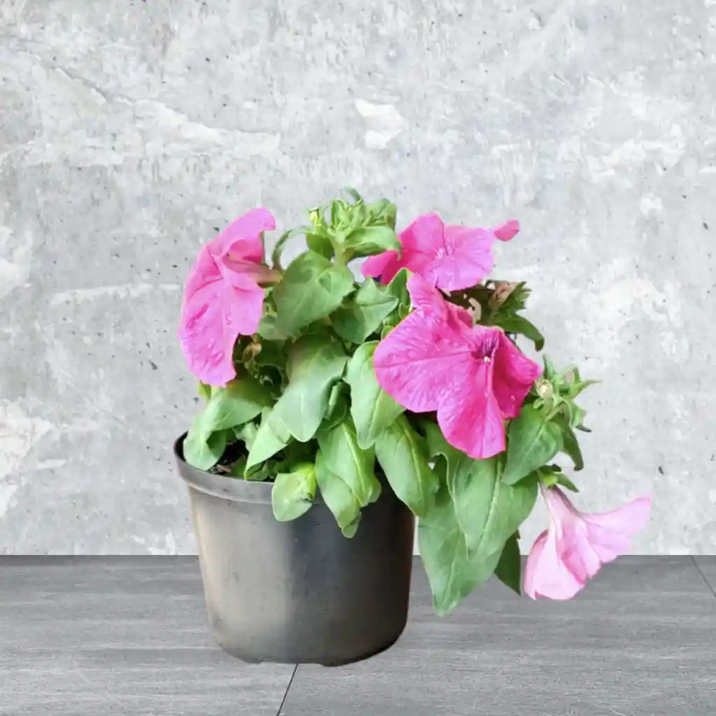 Planta Petunia Color Fucsia