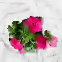 Planta Petunia Color Fucsia