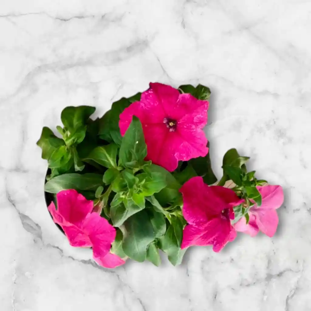 Planta Petunia Color Fucsia