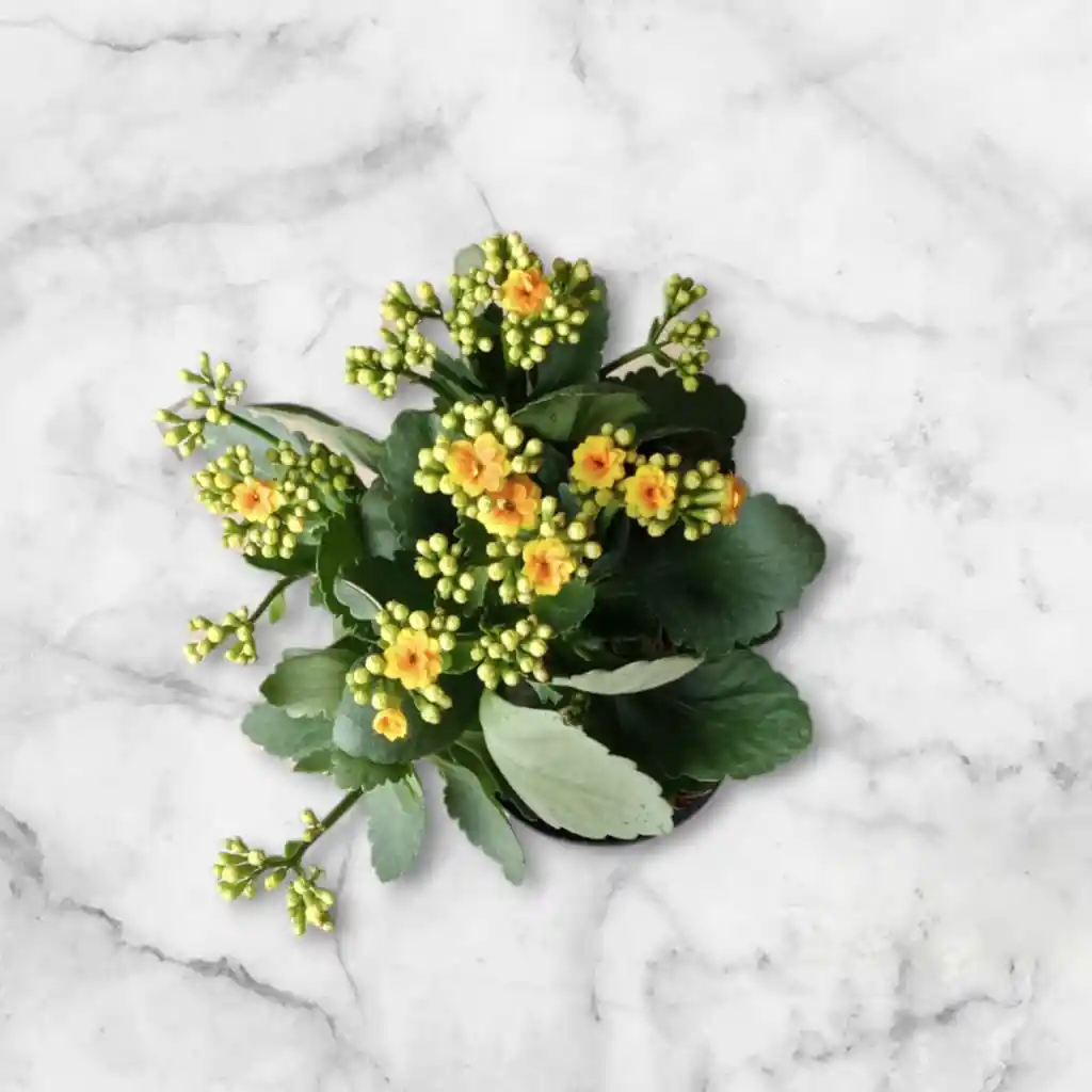Planta Kalanchoe Color Naranja