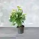 Planta Kalanchoe Color Naranja