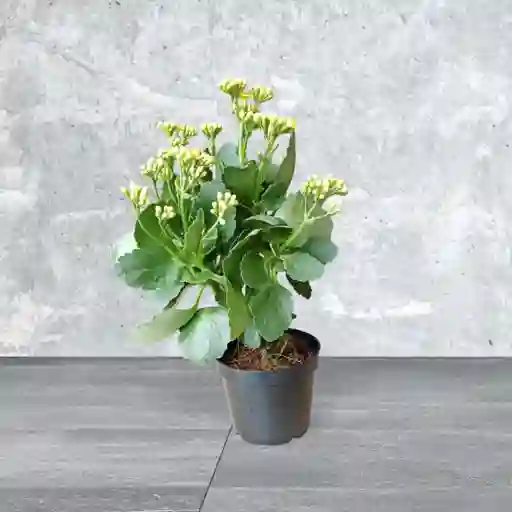 Planta Kalanchoe Color Naranja