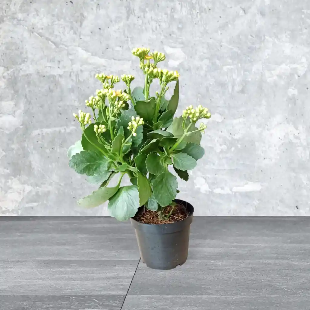 Planta Kalanchoe Color Naranja