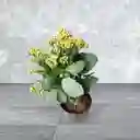 Planta Kalanchoe Color Naranja