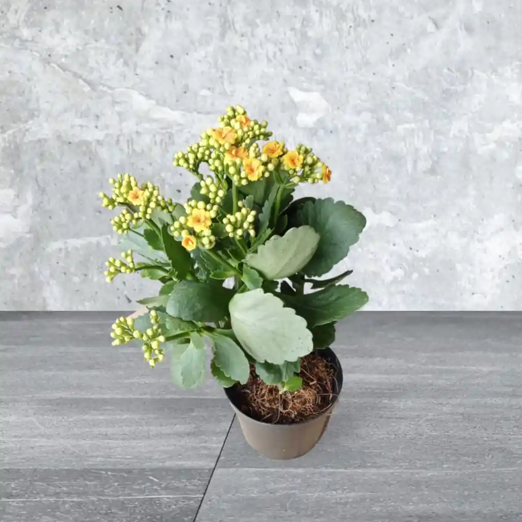 Planta Kalanchoe Color Naranja