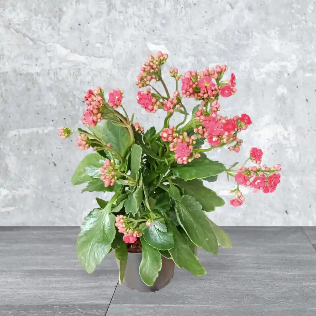 Planta Kalanchoe Color Rojo