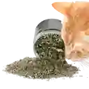 Catnip Para Gatos Frasco X 25 Gr