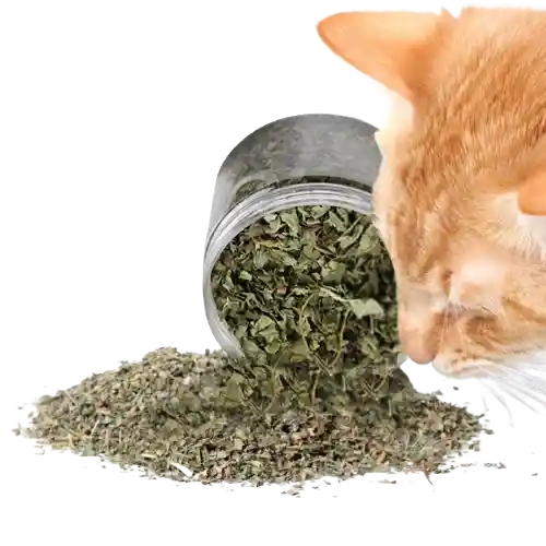 Catnip Para Gatos Frasco X 25 Gr