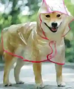 Impermeable Para Mascotas Talla Mrf Pa46m