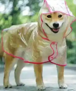 Impermeable Transparente Para Mascotas T L Rf Pa46l