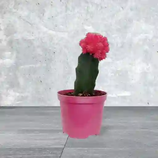 Cactus Coreano Color Rosado