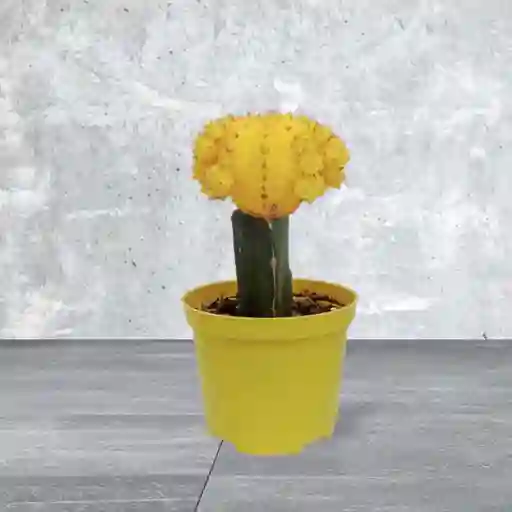 Planta Cactus Coreano Color Amarillo