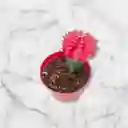 Planta Cactus Coreano Color Rojo