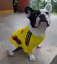 Camiseta Colombia Seleccion Colombia Xs Perros Y Gatos ( Pinscher Raza Guia )