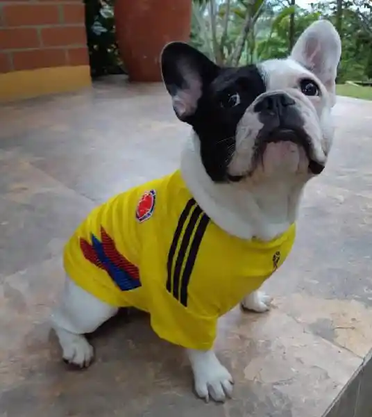 Camiseta Colombia Seleccion Colombia Xs Perros Y Gatos ( Pinscher Raza Guia )