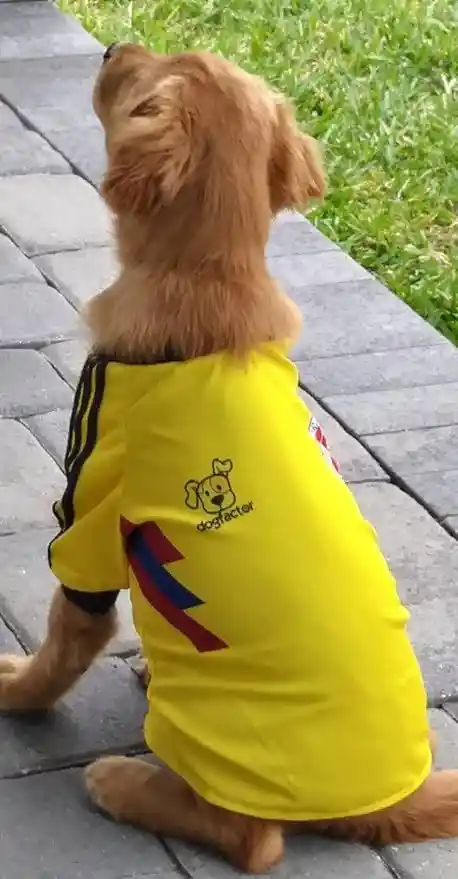 Camiseta Colombia Seleccion Colombia L Perro ( Beagle Raza Guia )