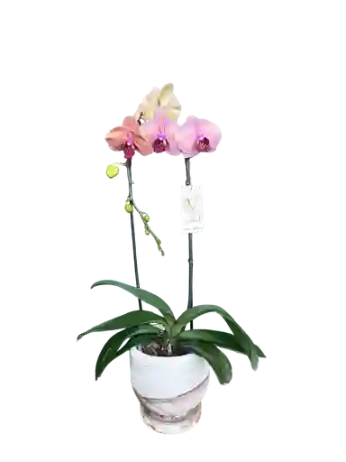 Orquidea Tipo Cascada + Matera + Plato