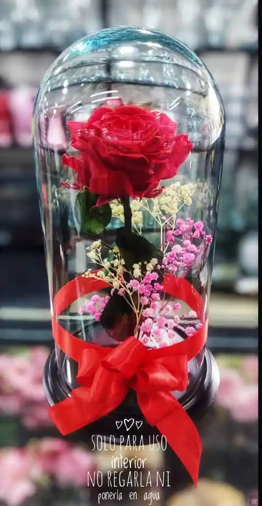 Rosas Preservada