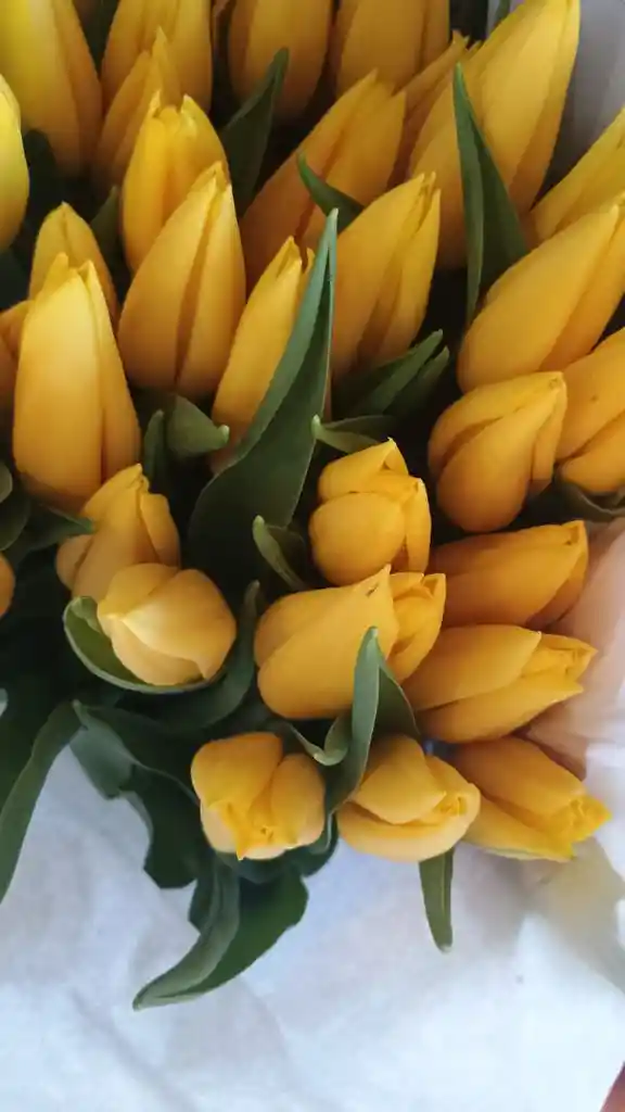 Tulipanes Surtidos En Bouquet