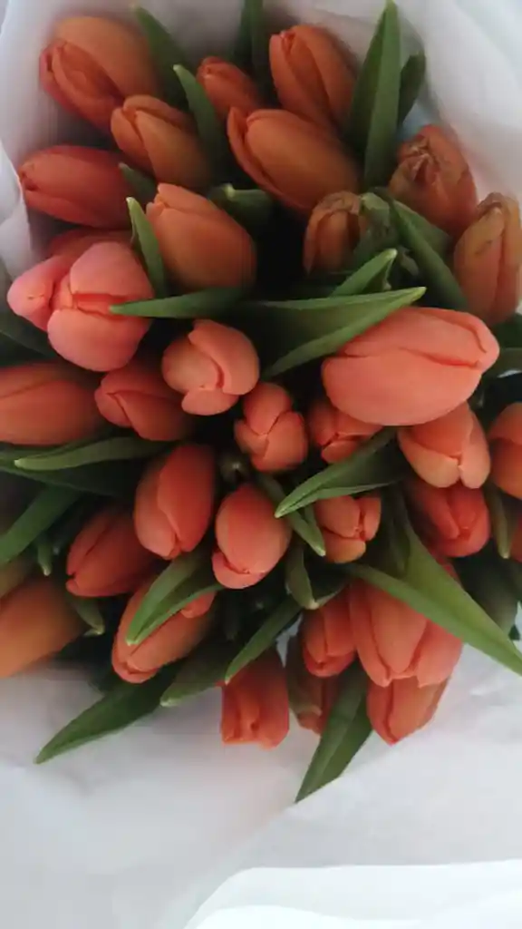 Tulipanes Surtidos En Bouquet