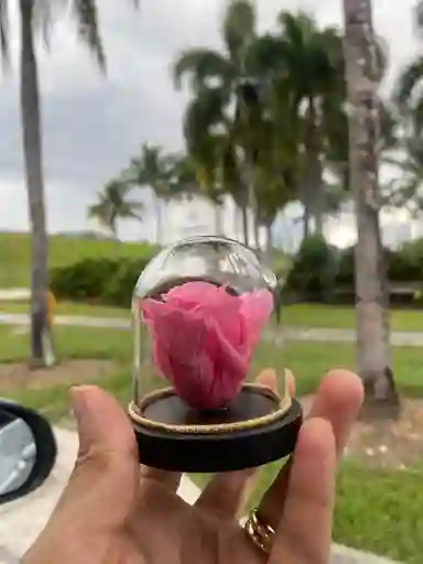 Rosa En Minidomo Preservado