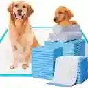 Tapete Entrenador Absorbente Baño Perro Gato Mascotas