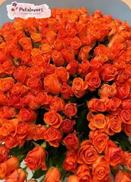 Rosas De 100 Rosas Naranjas