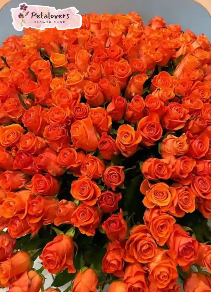 Rosas De 100 San Valentin Rosas Naranjas