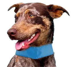 Collar Refrescante Para Perro Grande Duke's Pet