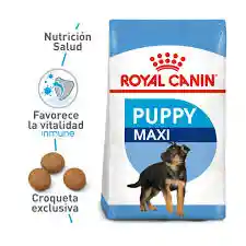 Royal Canin Maxi Cachorro Perro