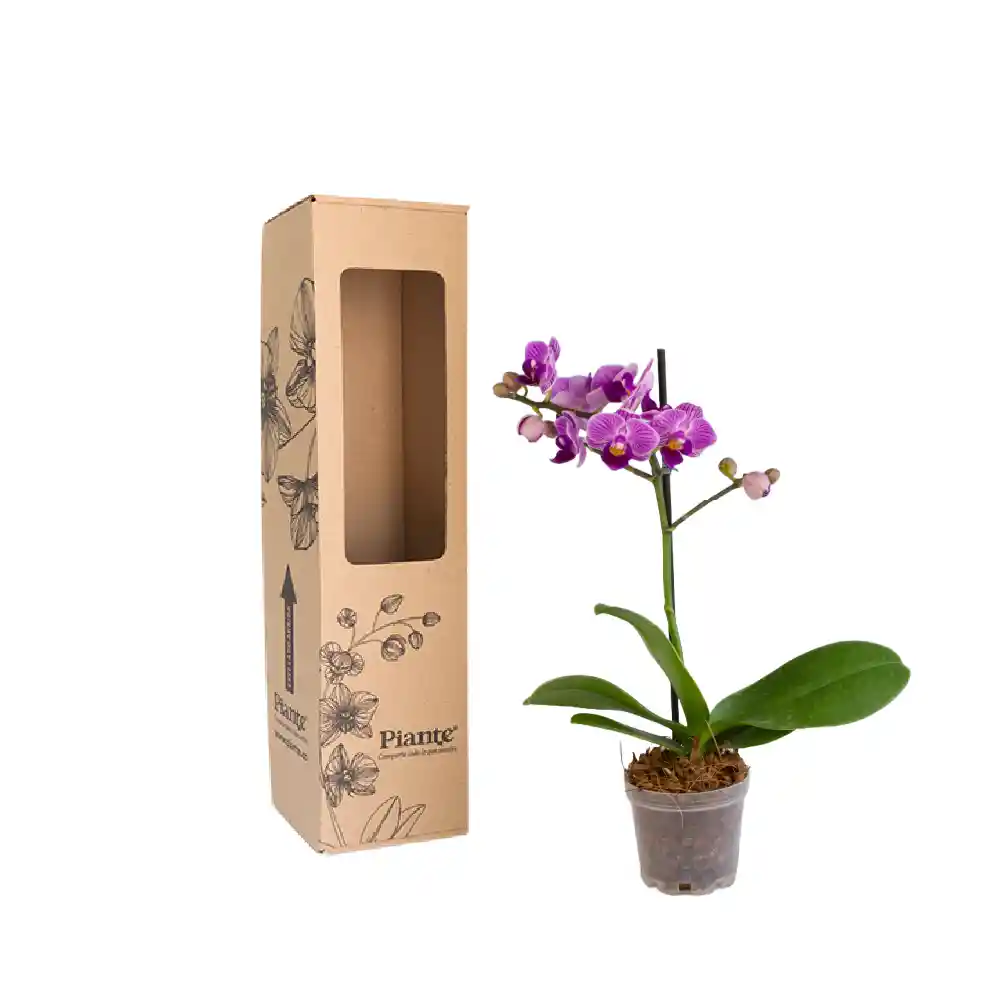 Orquídea Mini Premium Exotica Salitre