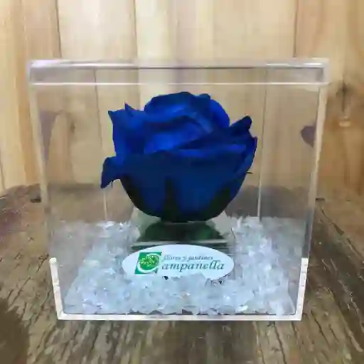 Rosa Preservada Azul